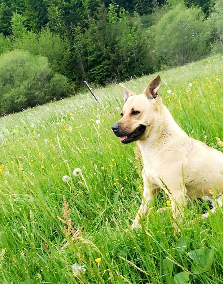 Integration, Stufe 1: Mein Hund